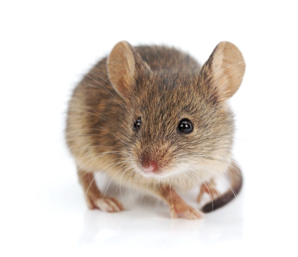 Growing mouse management: professional advice on selecting the ideal exterminator