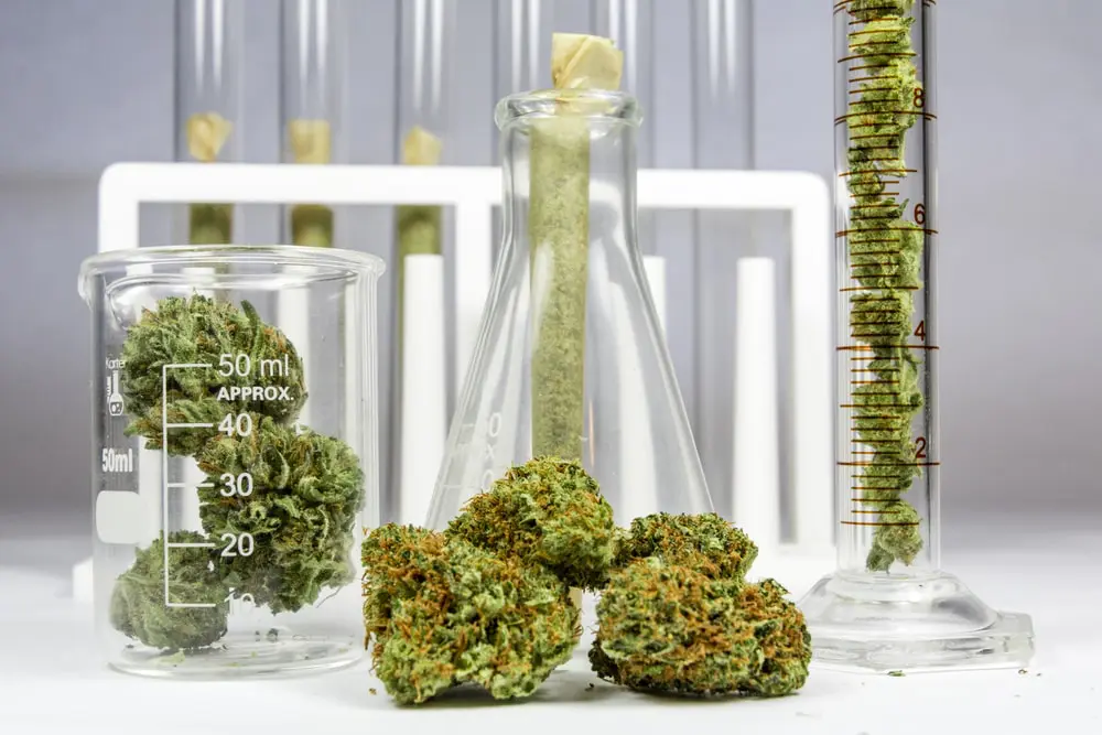 https://freshbros.com/thca-flower-houston-tx/
